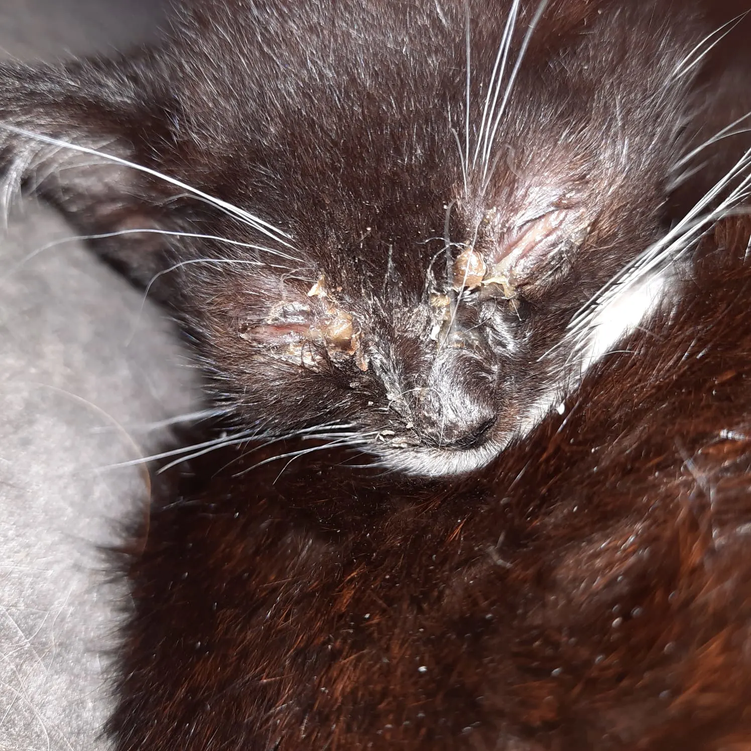 ZIEN: Tientallen doodzieke katten en kittens gevonden in ernstig vervuild huis