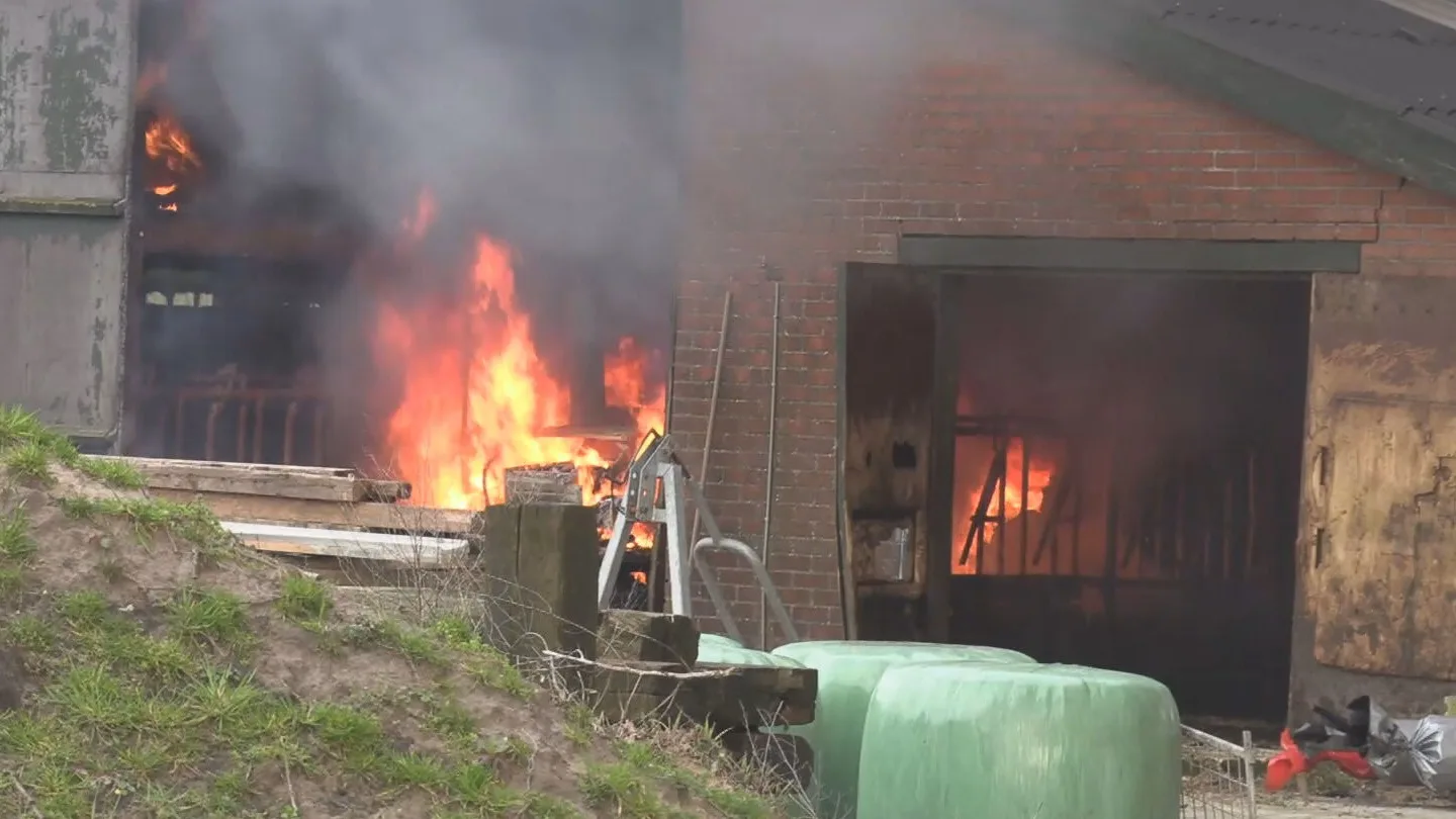 Dappere omstanders redden koeien uit brandende stal Heelweg