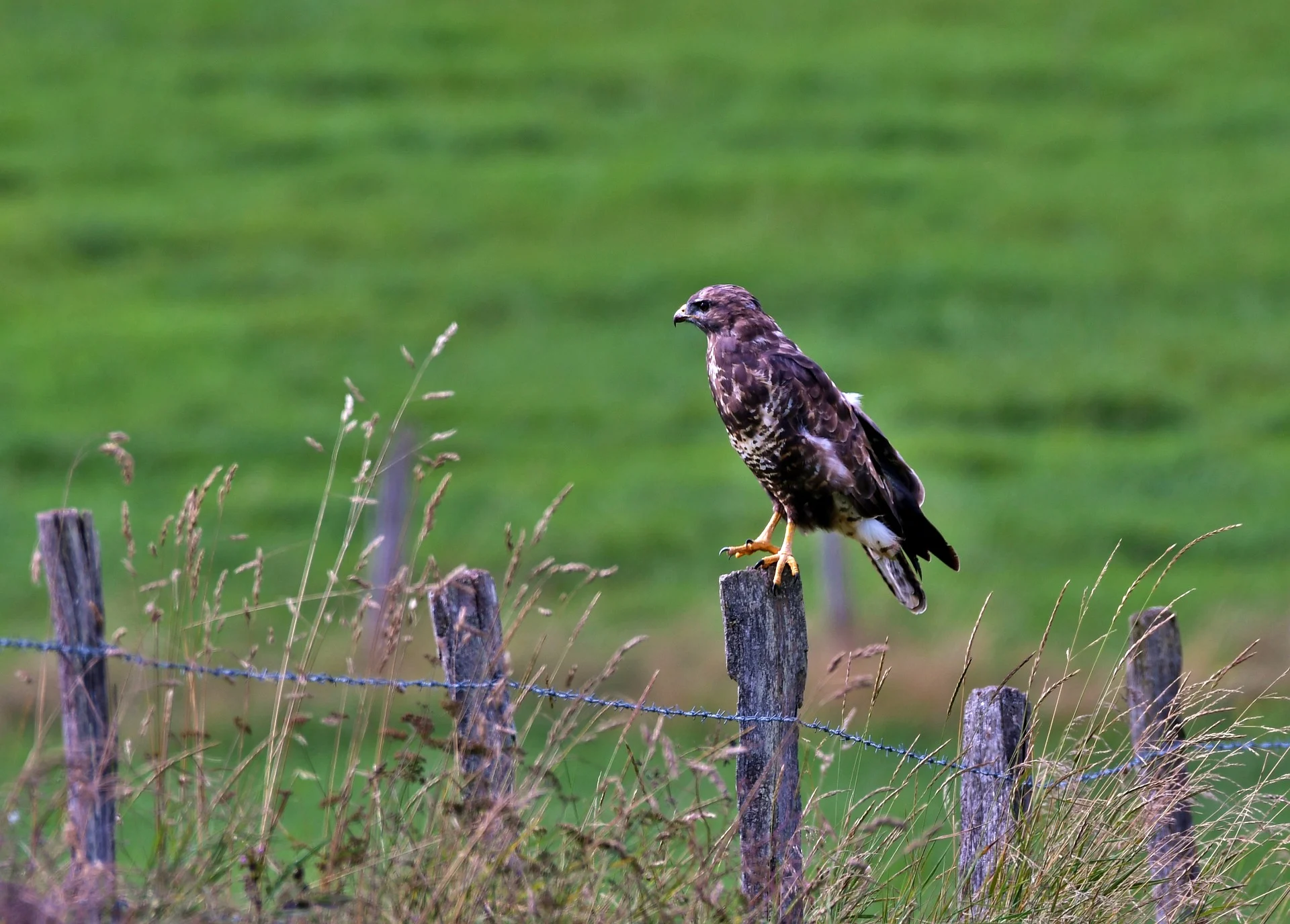 Politie waarschuwt voor agressieve buizerd op Zeeuws-Vlaamse fietsroute