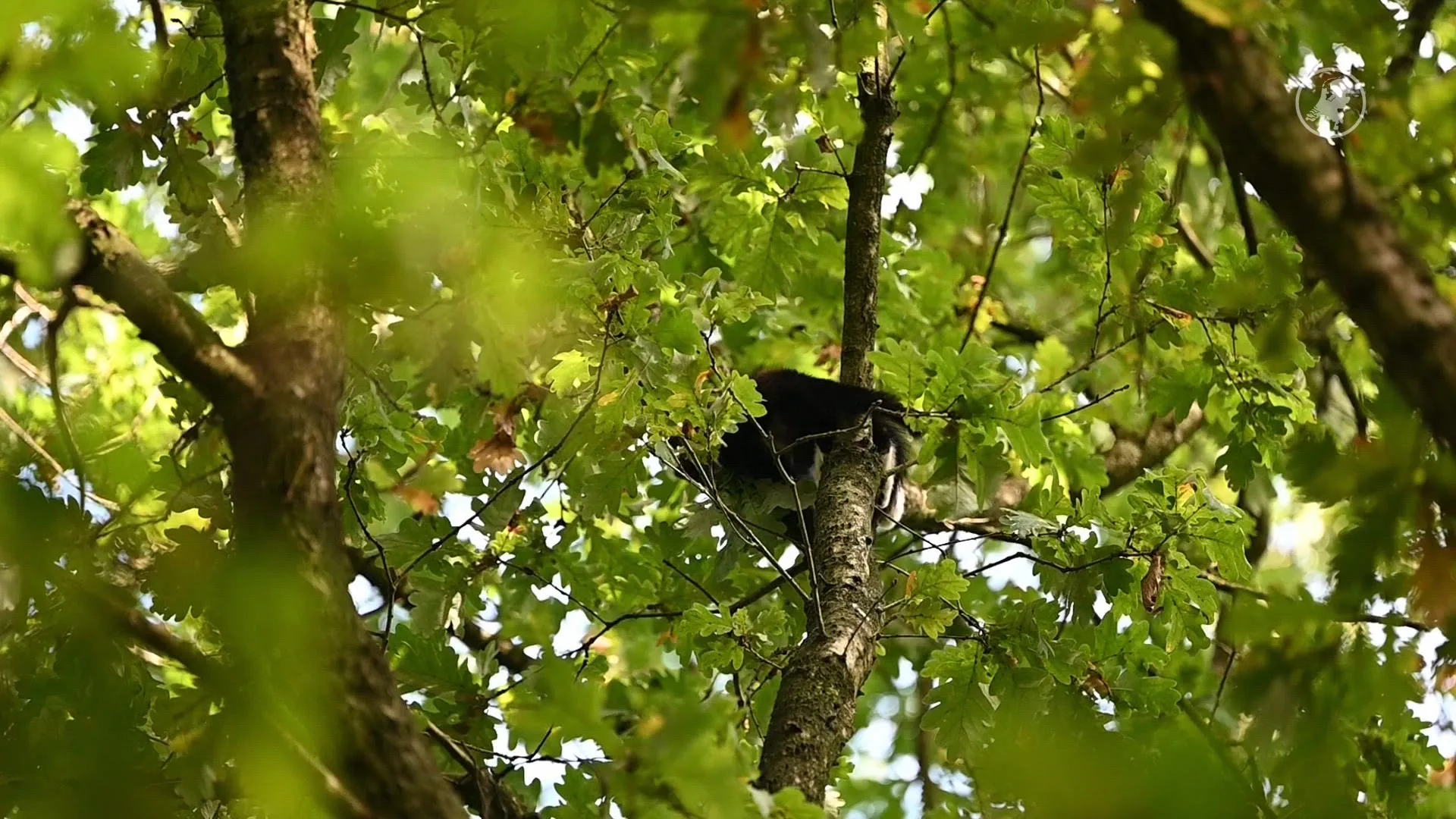 Drie katjes gered uit bos Oisterwijk, twee uit boom gehaald