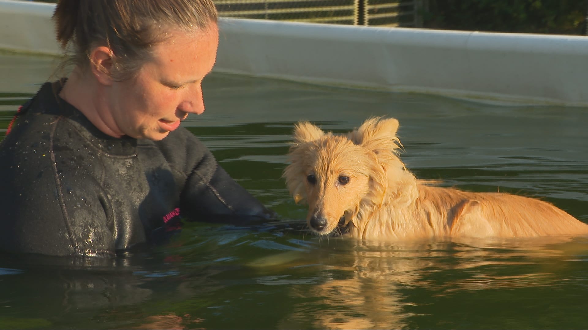 Flink wennen voor deze viervoeters: zwemlessen voor honden van groot belang
