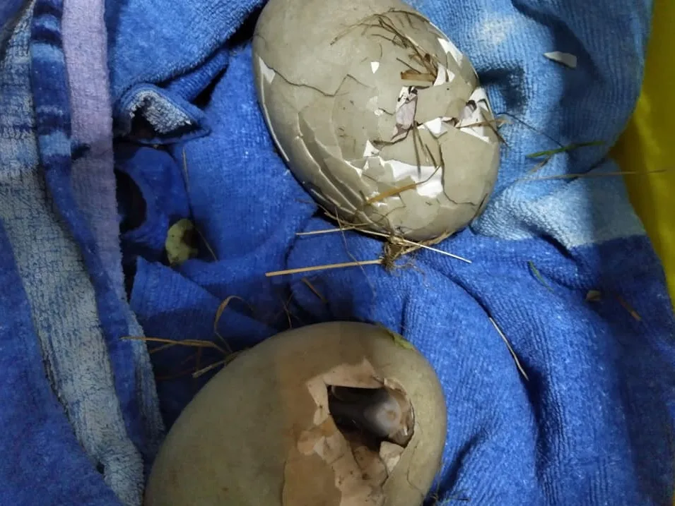 Eieren van broedende zwaan kapotgesmeten: 'Hartverscheurend!'