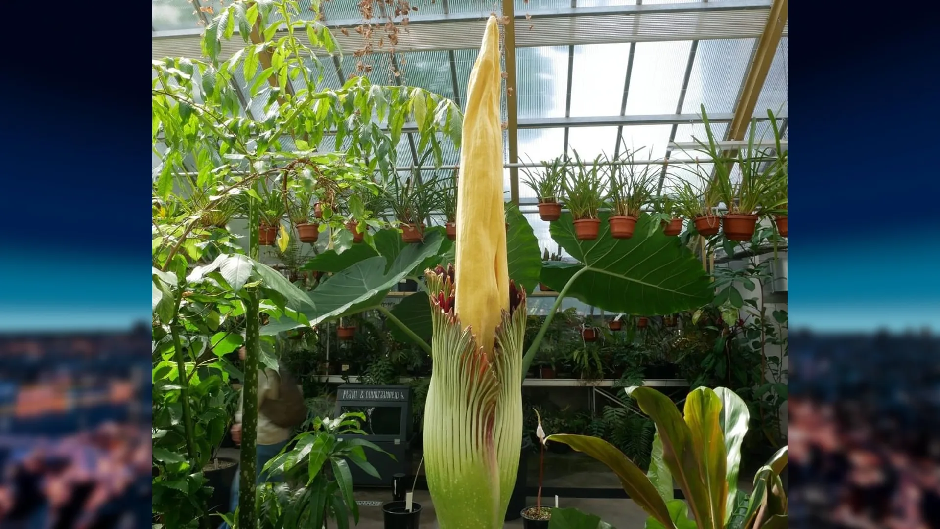 Reuzenpenisplant bloeit voor het eerst in tien jaar weer in Hortus Leiden: 'Echt een monster'