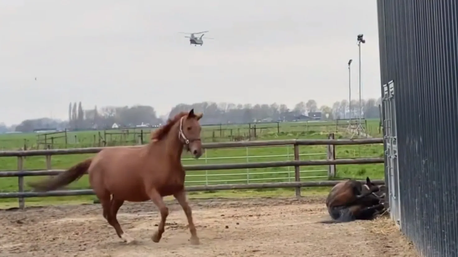 Drachtig paard valt van de schrik door Chinook-helikopter: 'Vlieg niet over onze stal'