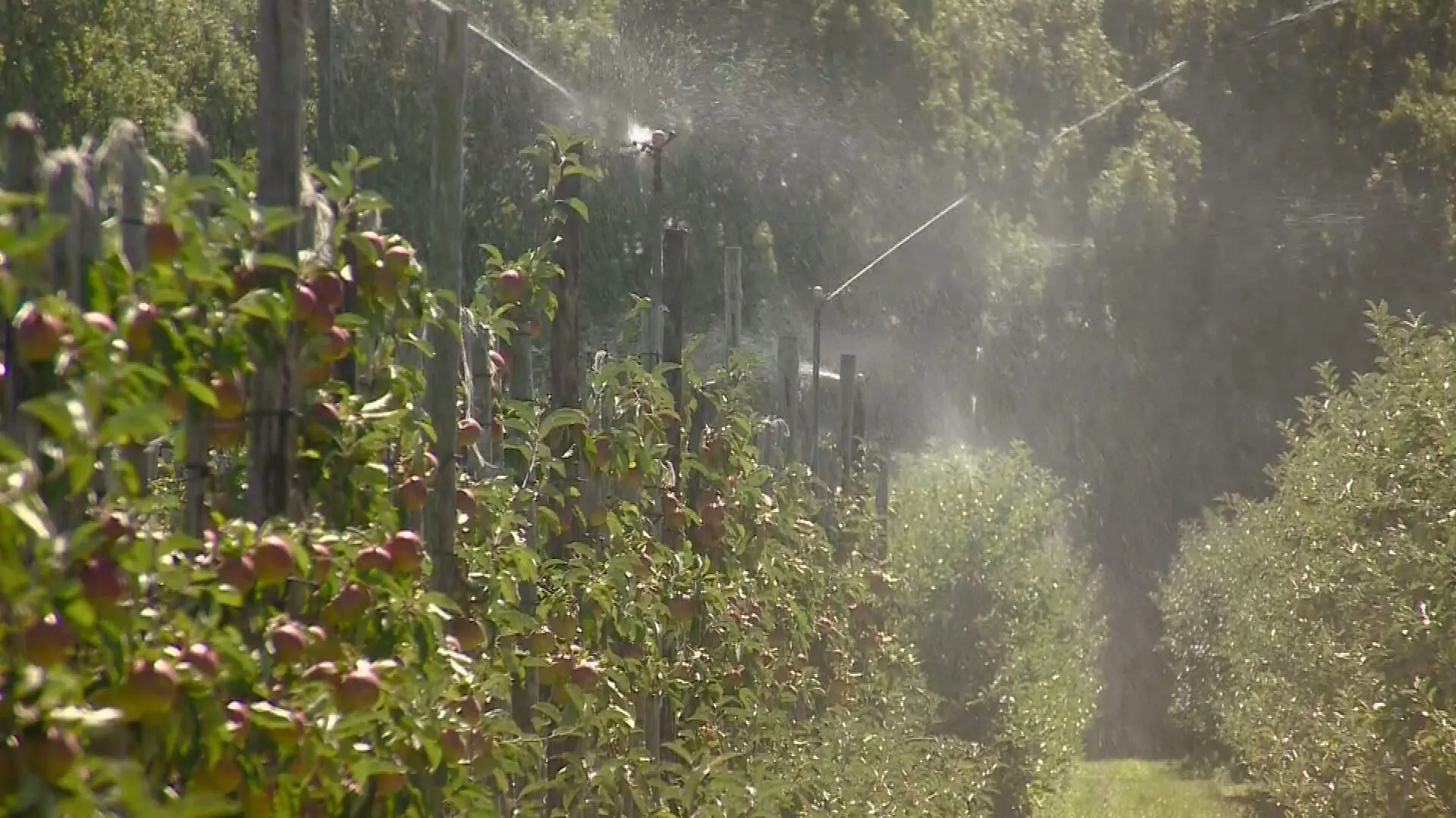 Tijdelijk sproeiverbod in West-Brabant door droogte, boeren bang voor vervolgstap