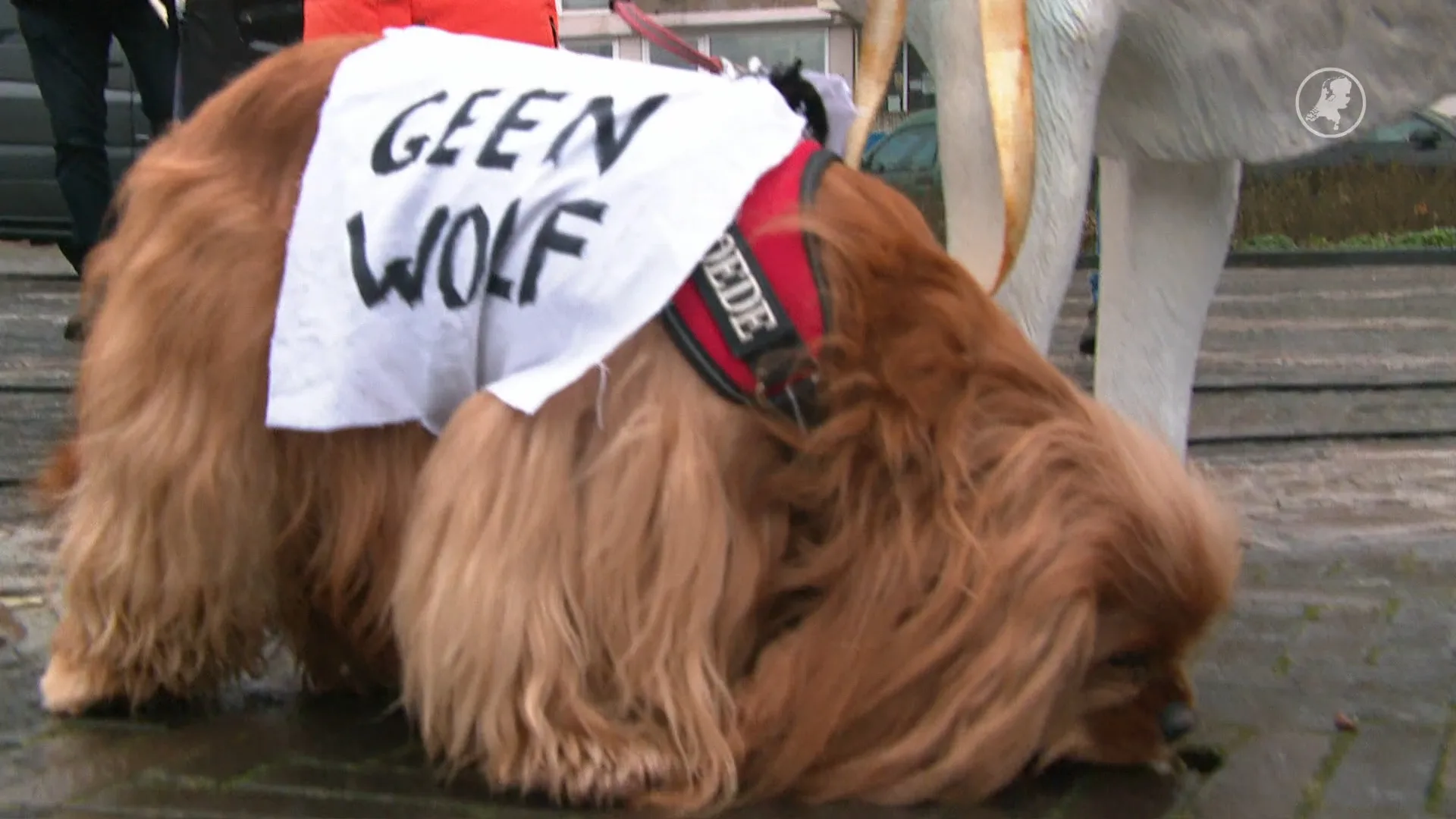 Uniek protest tegen wolvenbeleid met levende dieren in Arnhem