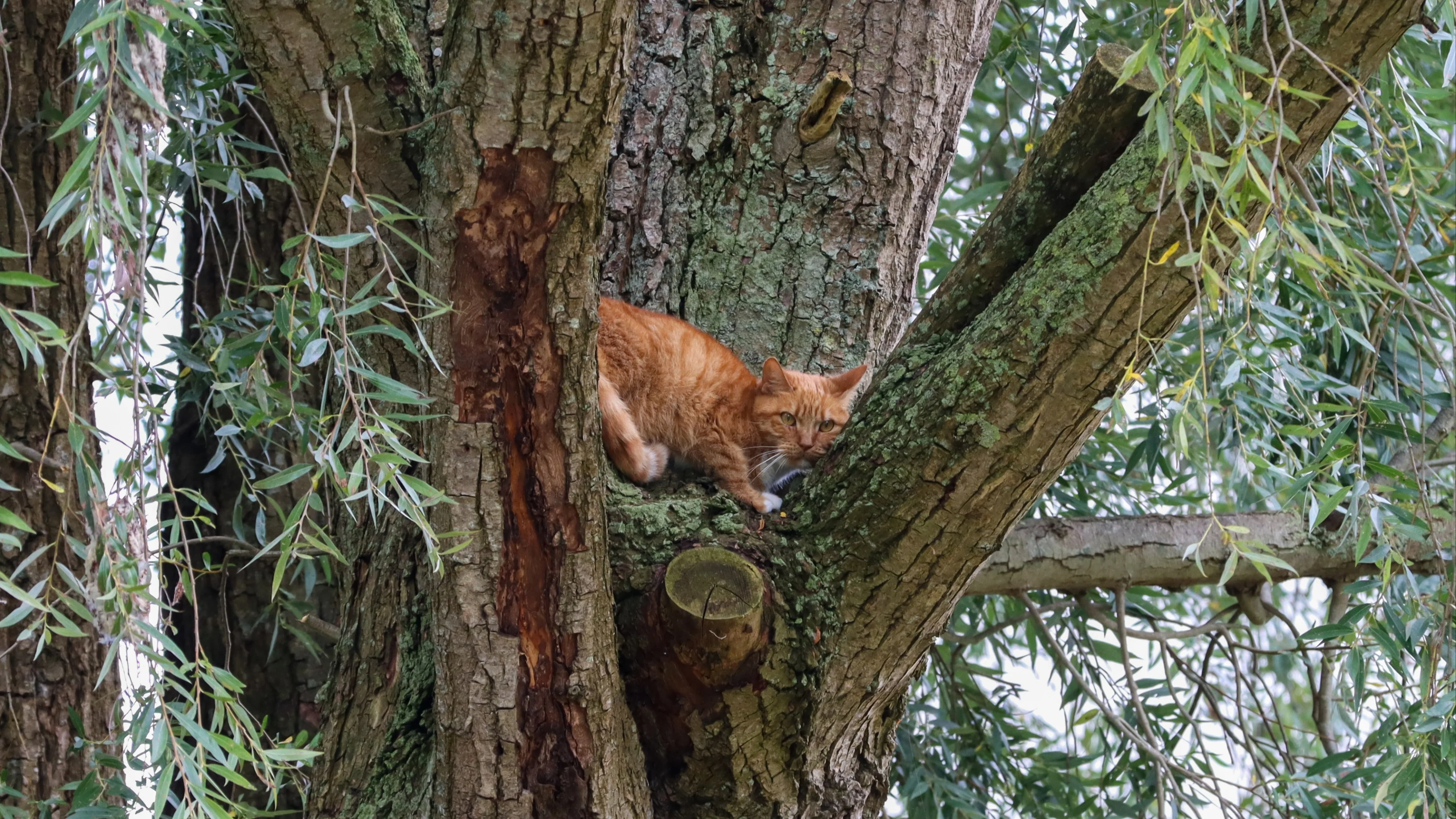 Kat Felix zat bijna een week vast in een boom in Leeuwarden