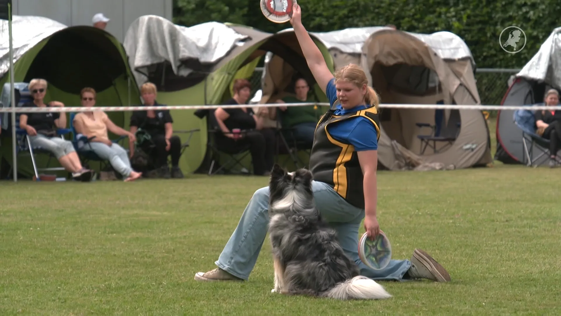 Honden stelen de show bij spectaculaire dogfrisbee-wedstrijd in Brummen