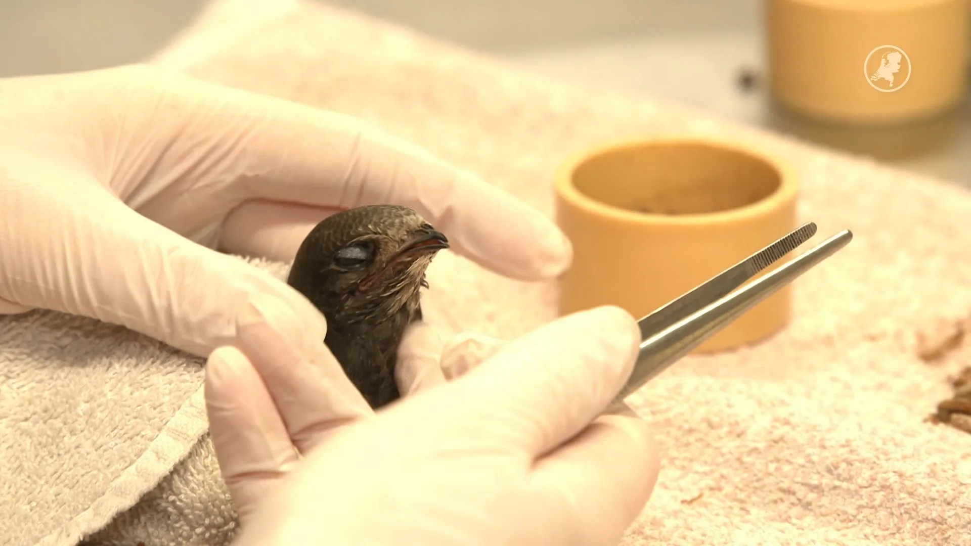 Foute plek kastje kan fataal zijn voor gierzwaluwen, waarschuwt opvang