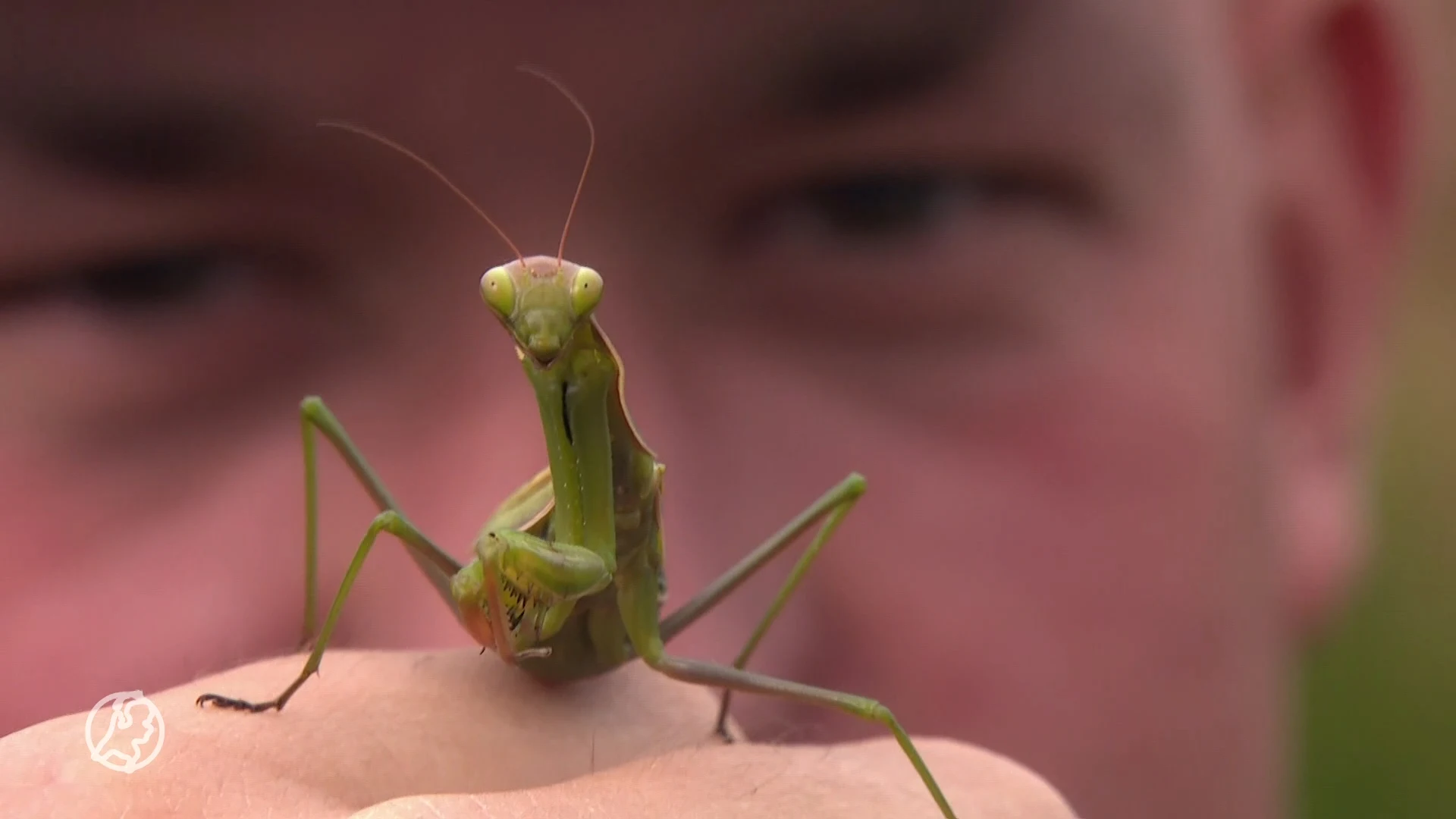 Dit vijfogige insect heeft zich gevestigd in ons land