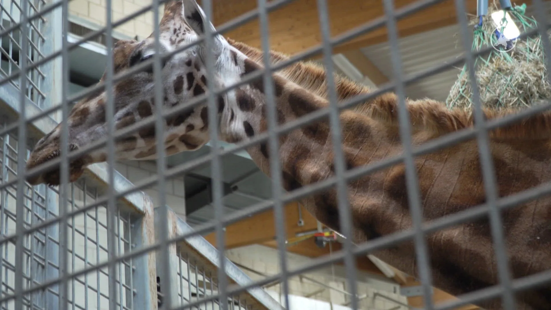 Burgers' Zoo verwelkomt babygiraffe