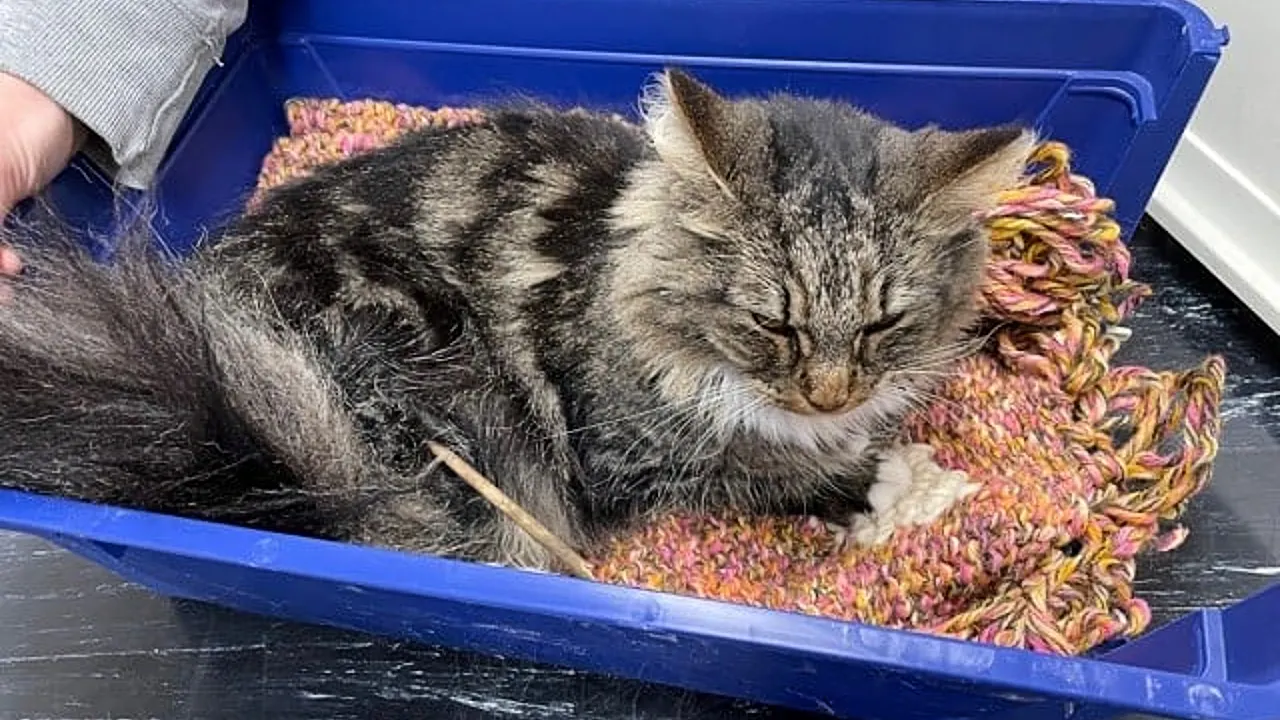 Kat Freya gewond door grote houten pijl in achterpootje, politie denkt aan mishandeling