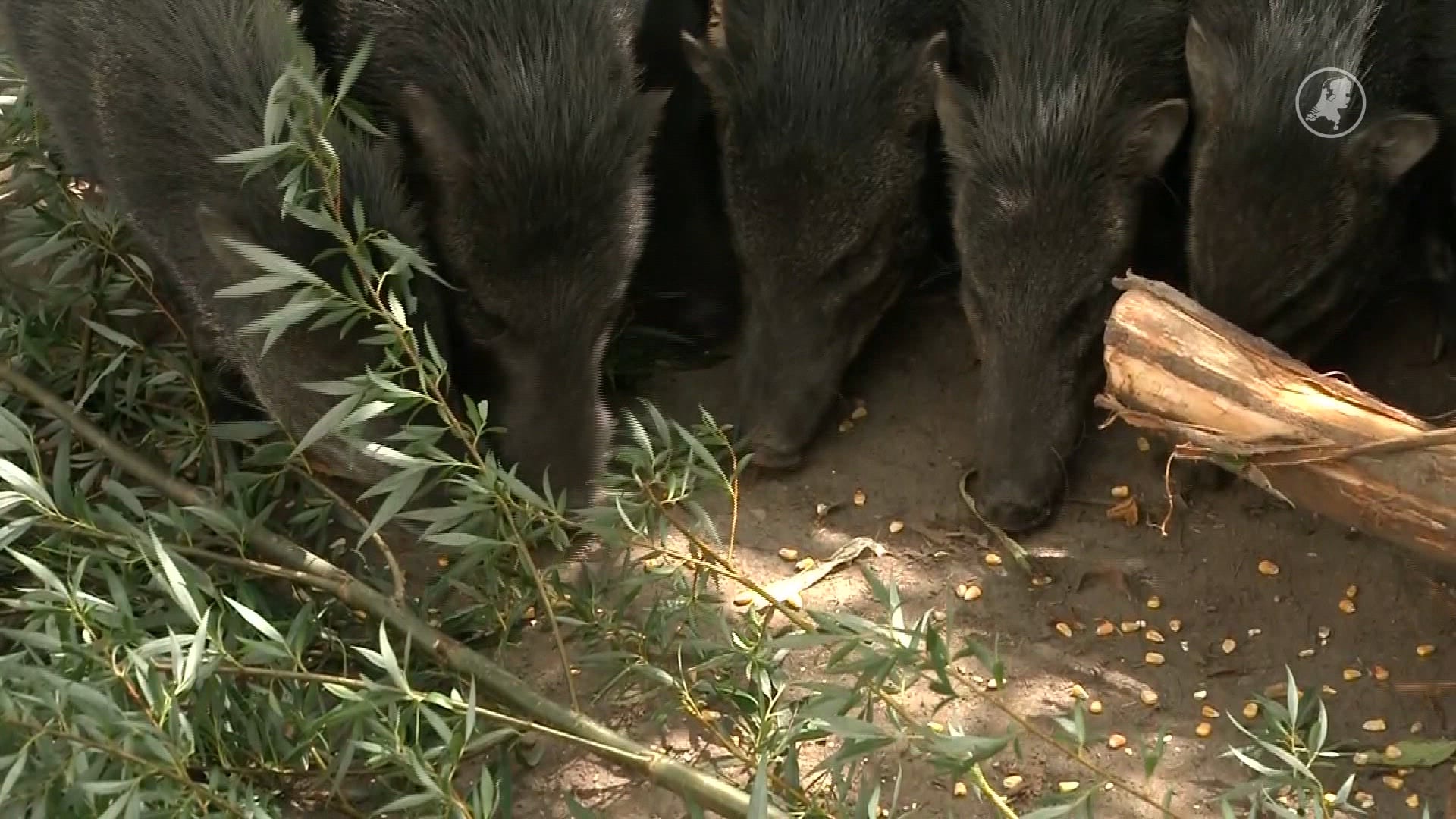 Strijd om huisdieren: Animalia sleept overheid voor rechter