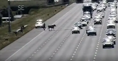 Loslopende koe veroorzaakt files en vertragingen op A2 richting Amsterdam