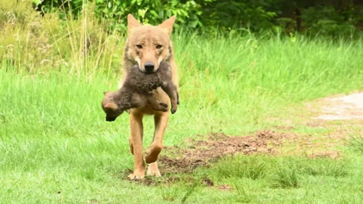 Provincie: kom niet met kleine kinderen in bossen Utrechtse Heuvelrug om wolf