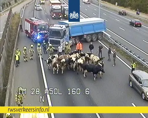 Koeien gered uit brandende veewagen op A50 bij Heteren