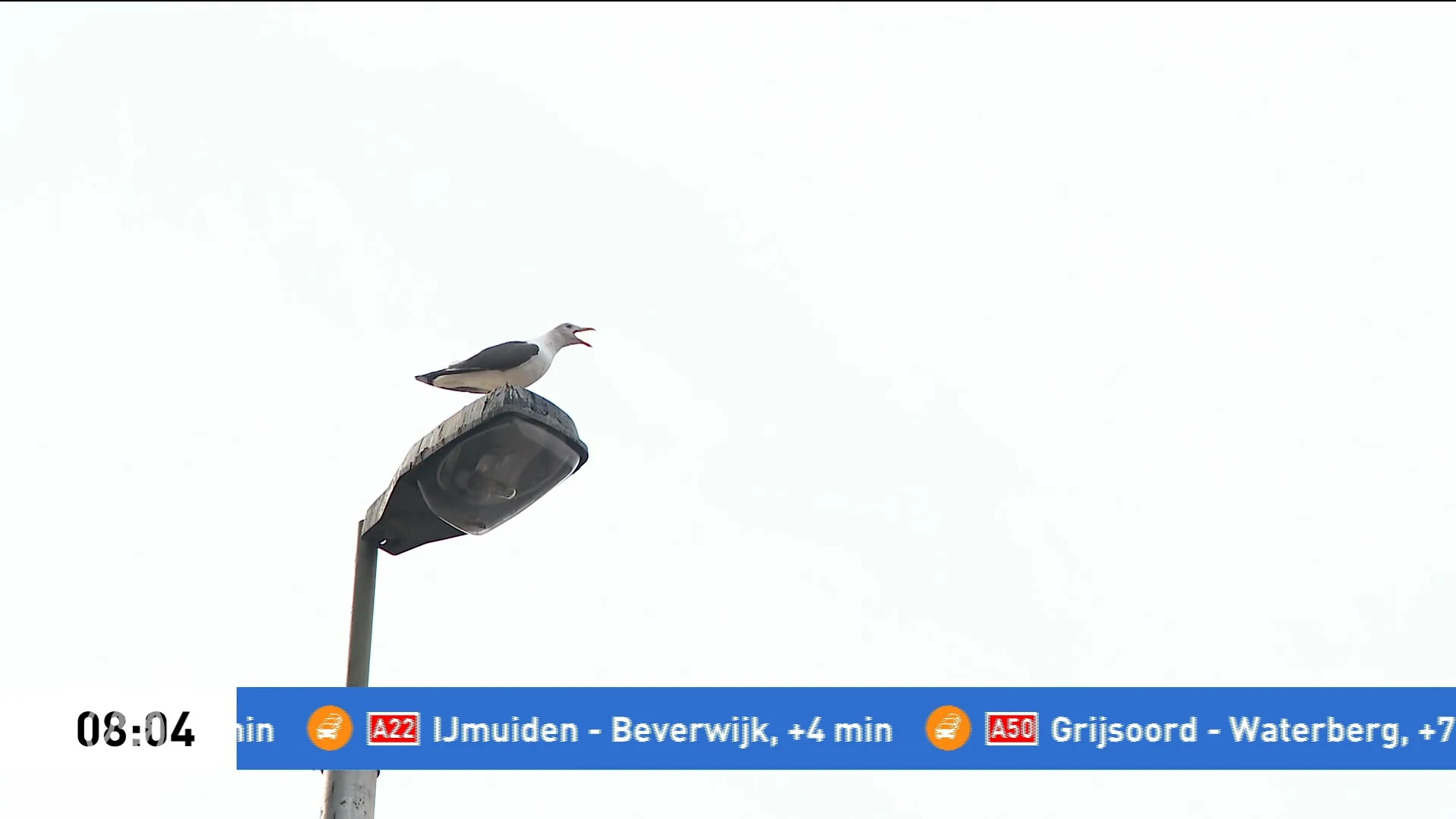 'Agressieve meeuwen vallen medewerkers Amsterdams ziekenhuis aan'