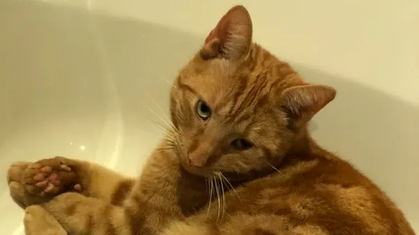 Baasje denkt dat kater Ricky ontvoerd is: 'Wie doet nu zoiets?'