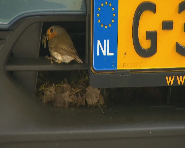 Arie Smits heeft auto weer terug nadat nestje roodborstjes zijn uitgevlogen