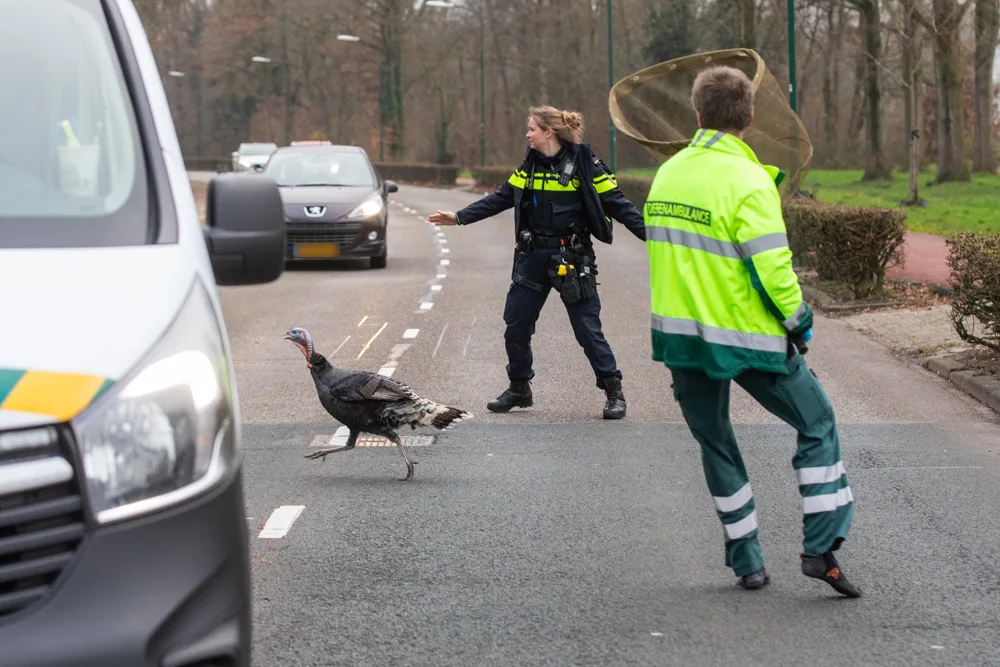 Loslopende kalkoen weigert zich te laten vangen in Baarn