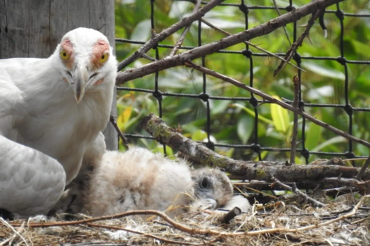 Bijzonder feestje in ZooParc Overloon, dierentuin verwelkomt pasgeboren Palmgiertje