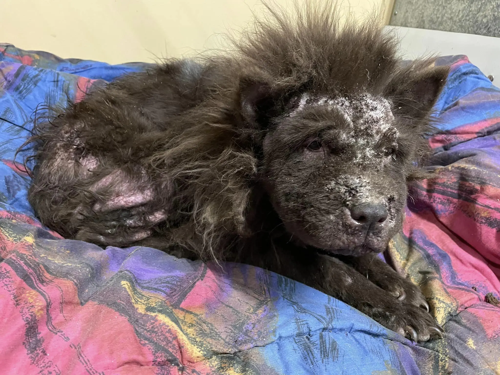 Dierenasiel schrikt van zwaar verwaarloosde hond vol schurft 