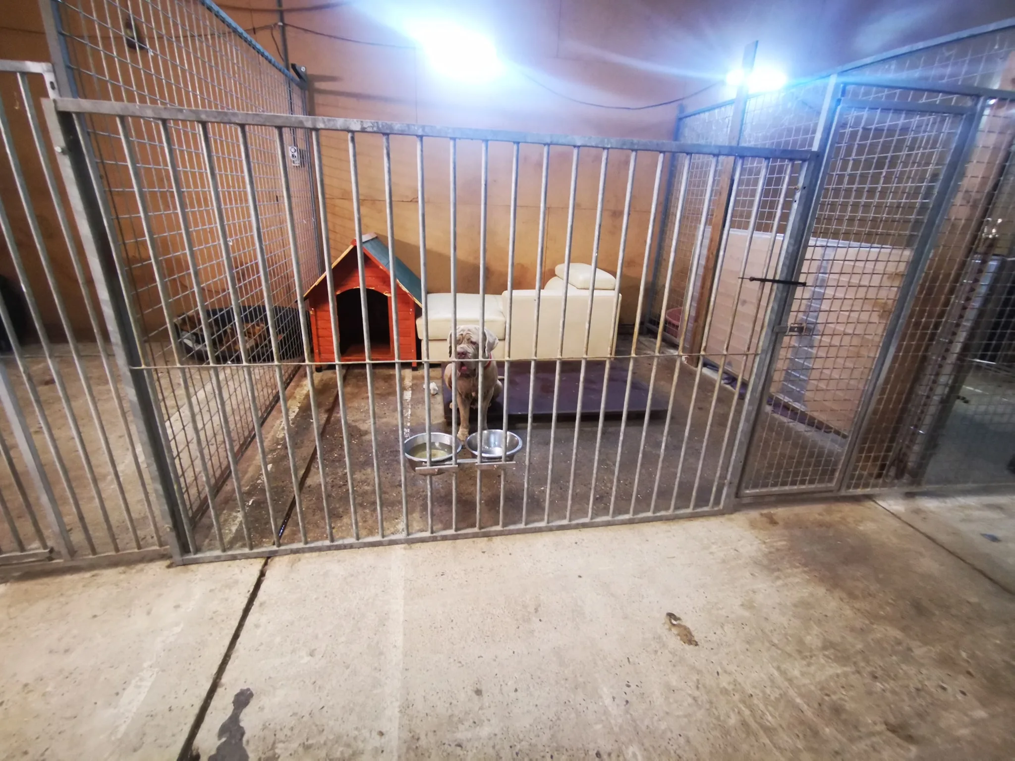 Hondenopvang Stella in Tollebeek moet mogelijk pand uit, 80 dieren dreigen dakloos te worden