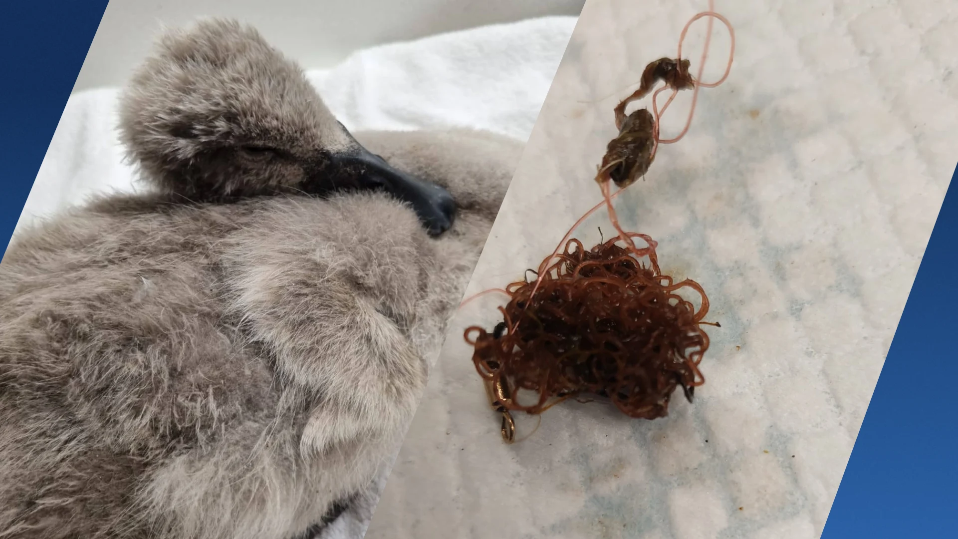 Jonge zwaan sterft door klos visdraad: 'Dit had niet hoeven te gebeuren'