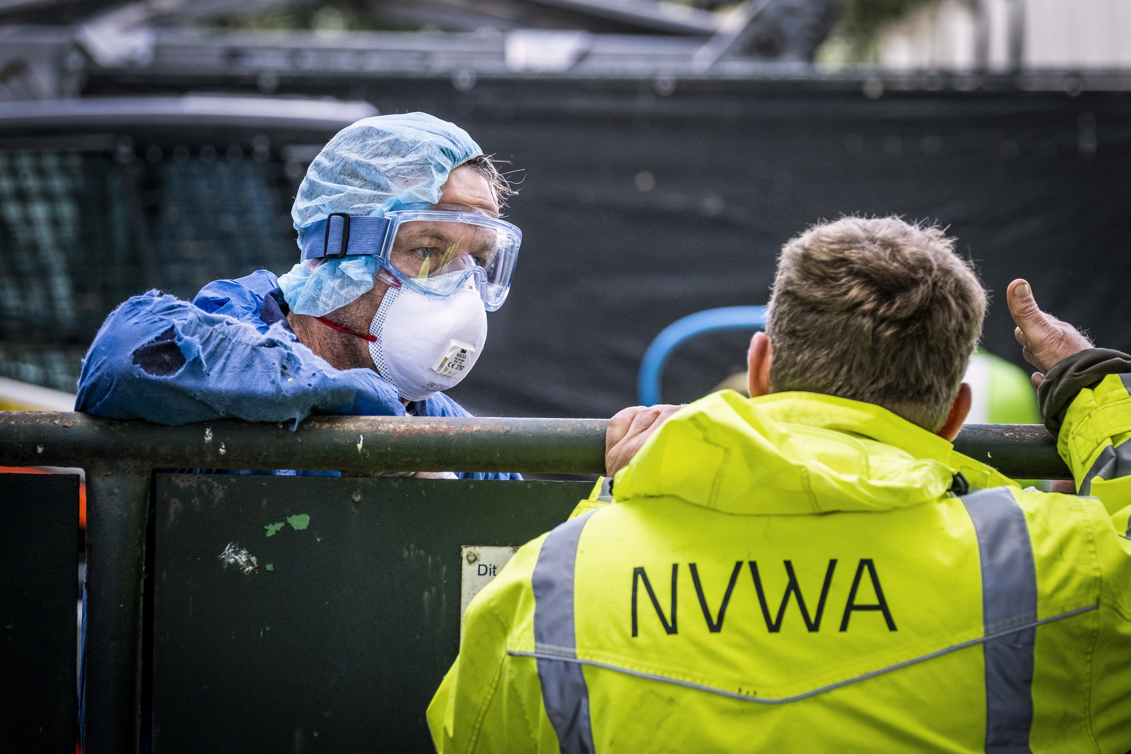 Het doden van nertsen wegens corona gaat verder