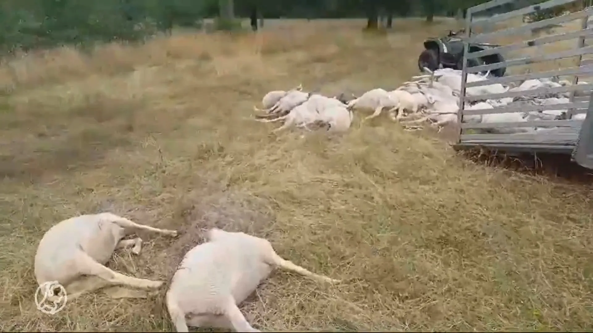 Wolf doodt 44 schapen ondanks wolvenraster: wat weert de wolf wel?