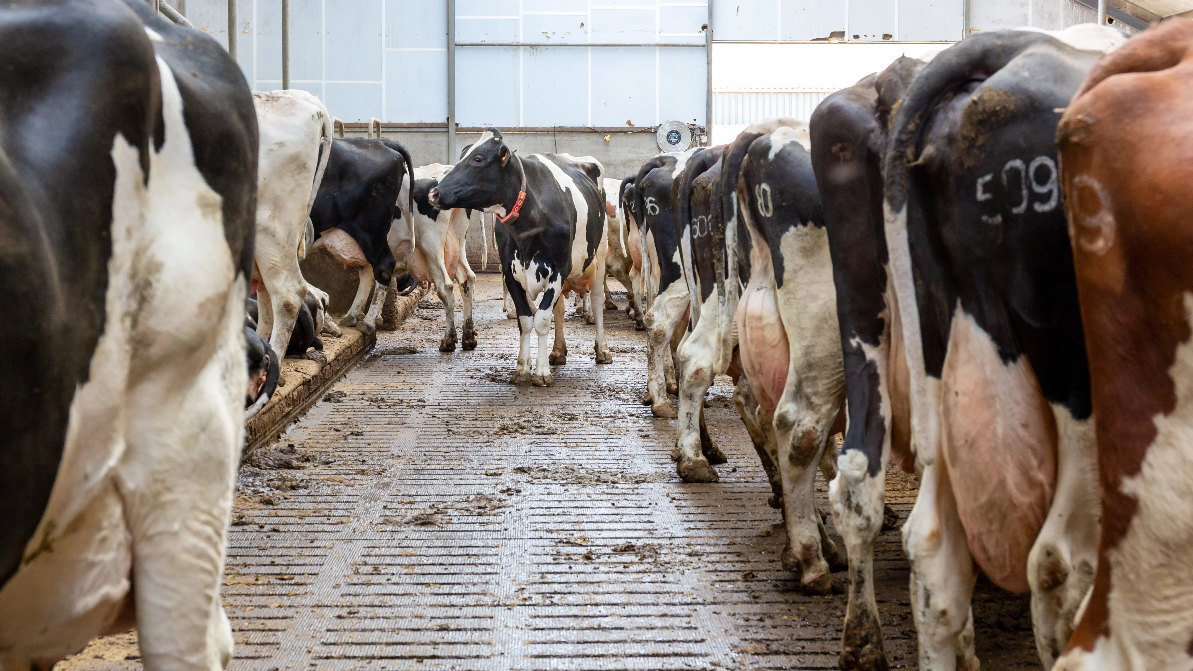 RvS: Nut emissiearme stallen niet bewezen, boeren mogen niet uitbreiden