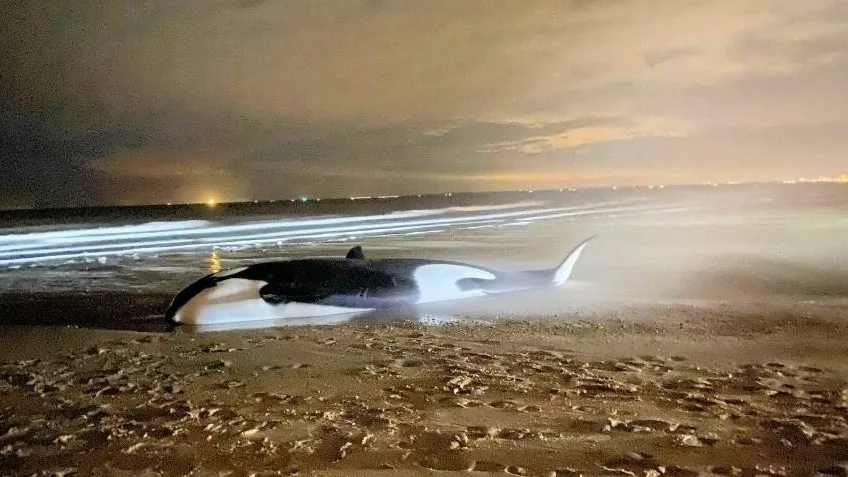 Orka met moeite in leven gehouden, maar zorg neemt toe: 'Dit is geen goed teken'