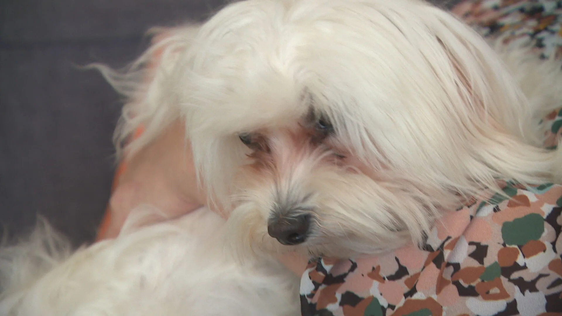 Malafide puppyhandel groot probleem in Nederland: 'Duizend euro kwijt aan dierenarts'