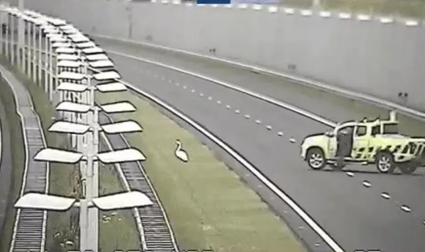Weginspecteur en politieagent hebben handen vol aan zwaan op snelweg