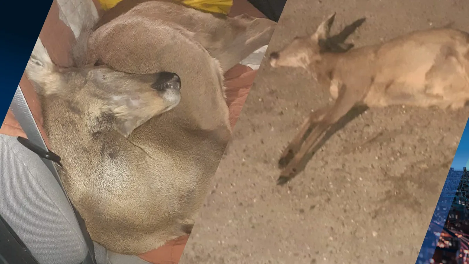 Automobilist stopt op snelweg om gewonde ree te redden