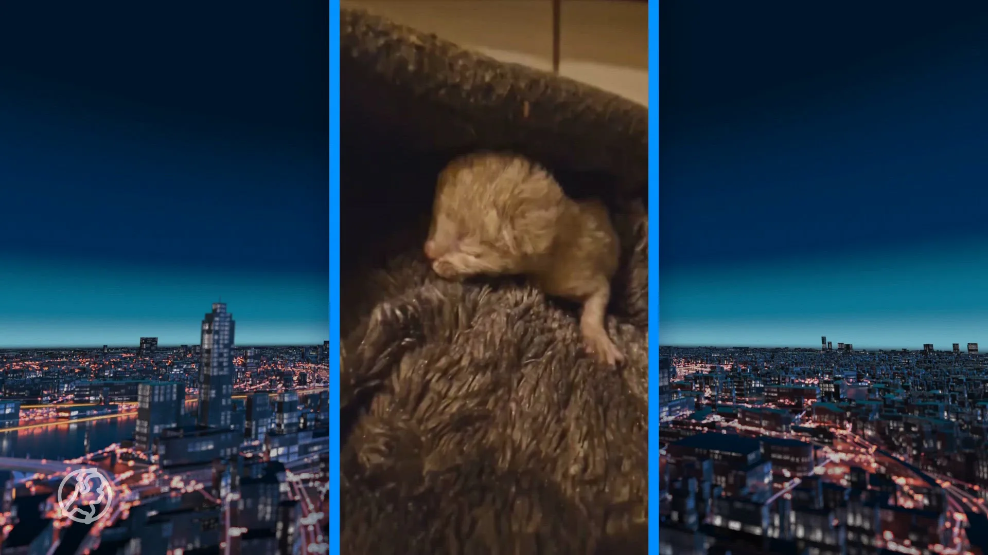 Kitten van een paar dagen oud overleden na dumping in ondergrondse container