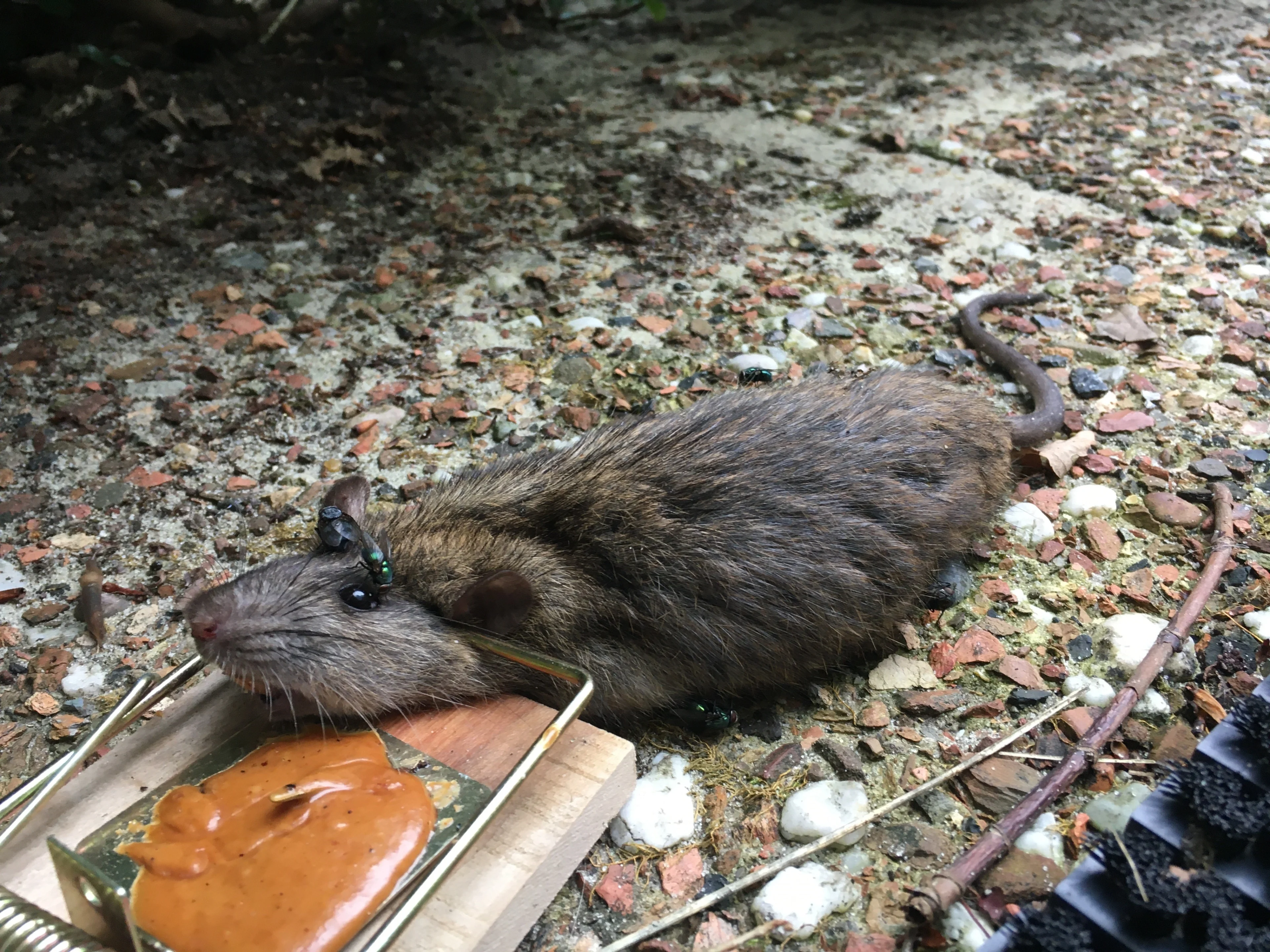 Rattenplaag teistert buurt in Assen: 'Als ik ze hoor, trek ik snel door'