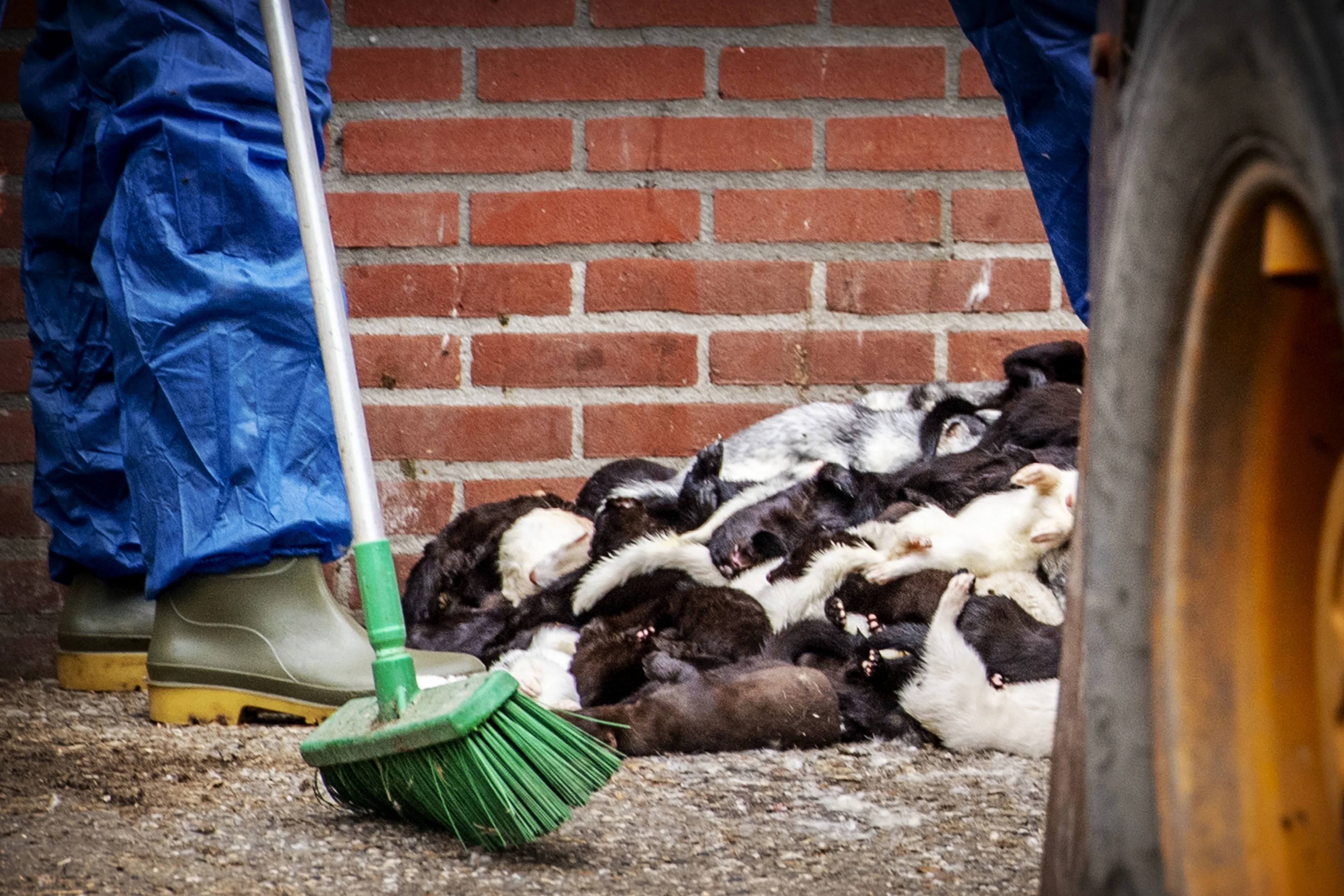 Opnieuw coronabesmetting op nertsenfokkerij, 3500 dieren geruimd