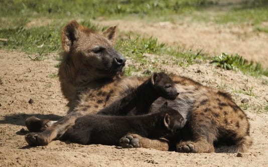 Safaripark Beekse Bergen verwelkomt hyenapups