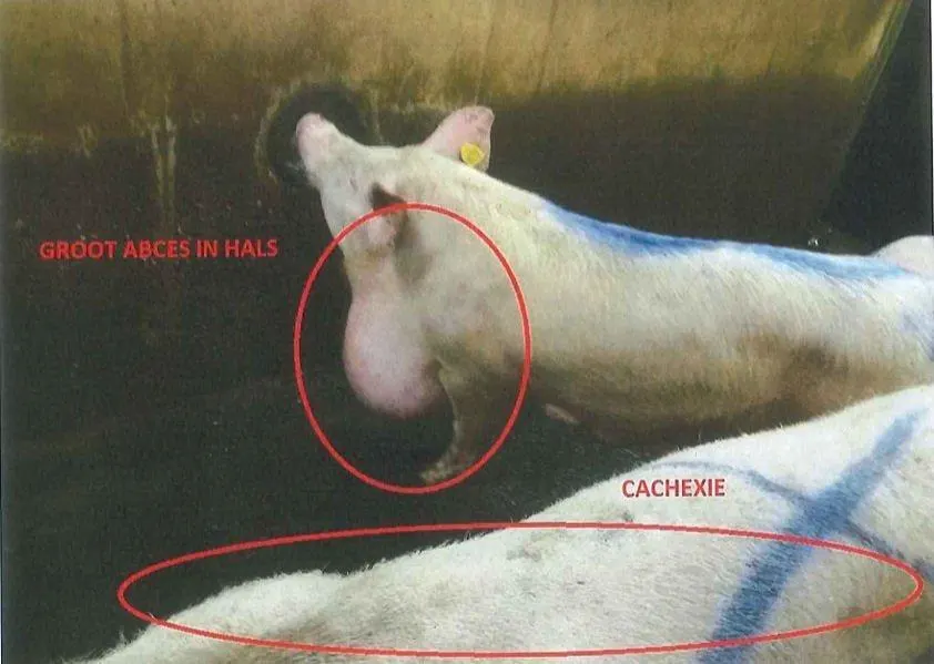 'Dierenartsen NVWA op vingers getikt om vervoer zieke varkens'