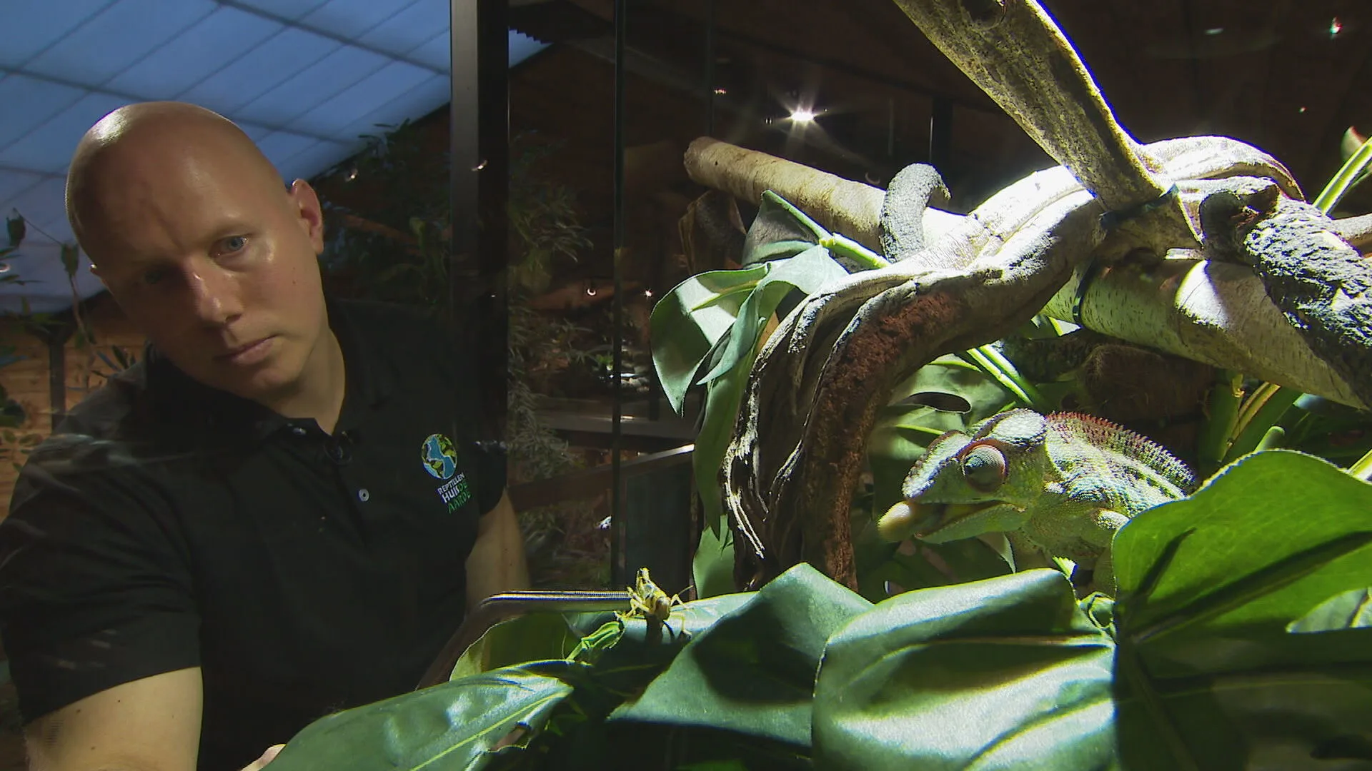 Oscar werkt zes dagen per week als glaszetter om zijn reptielenhuis te redden