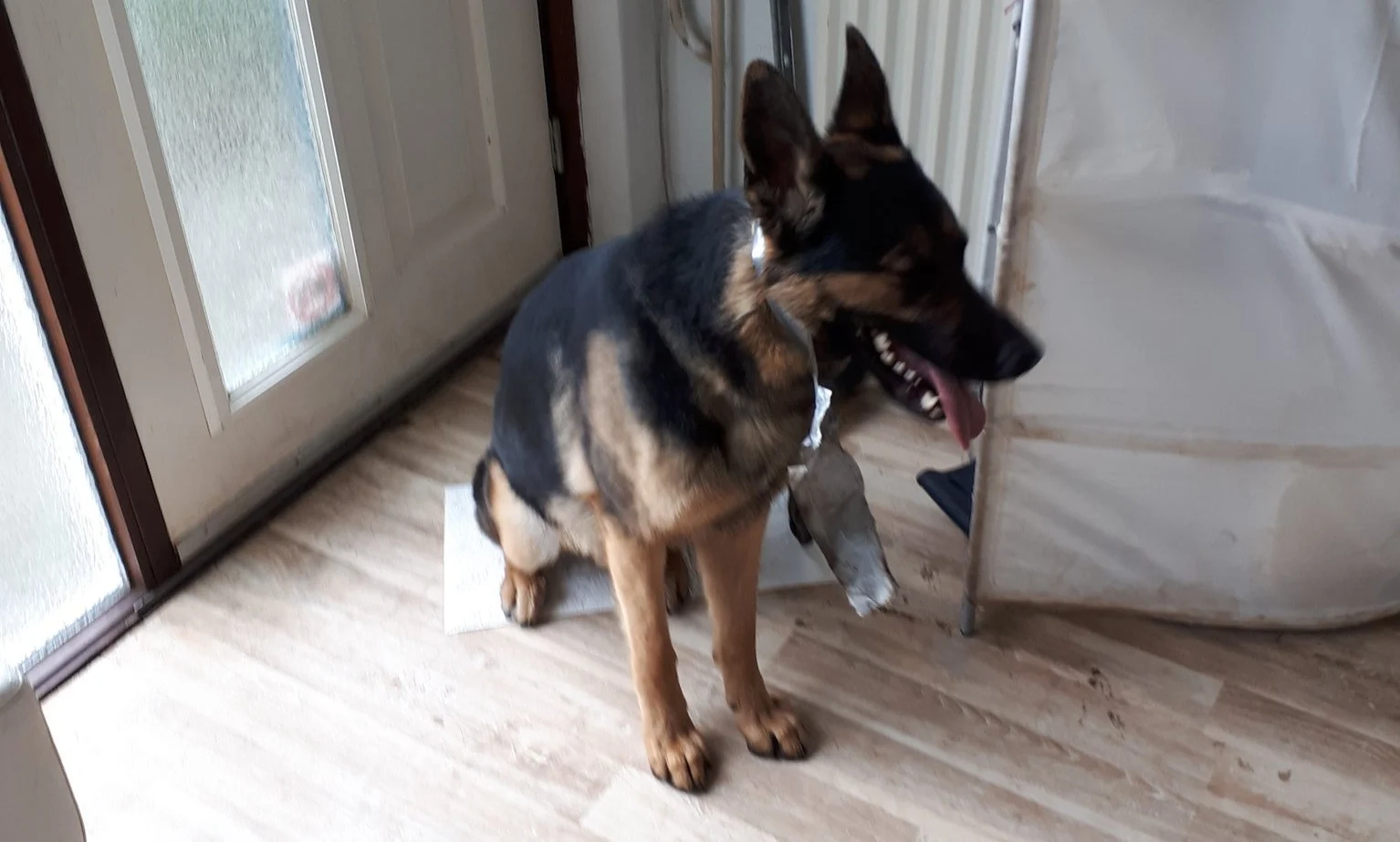 Hond met vastgetapete snuit in beslag genomen door politie