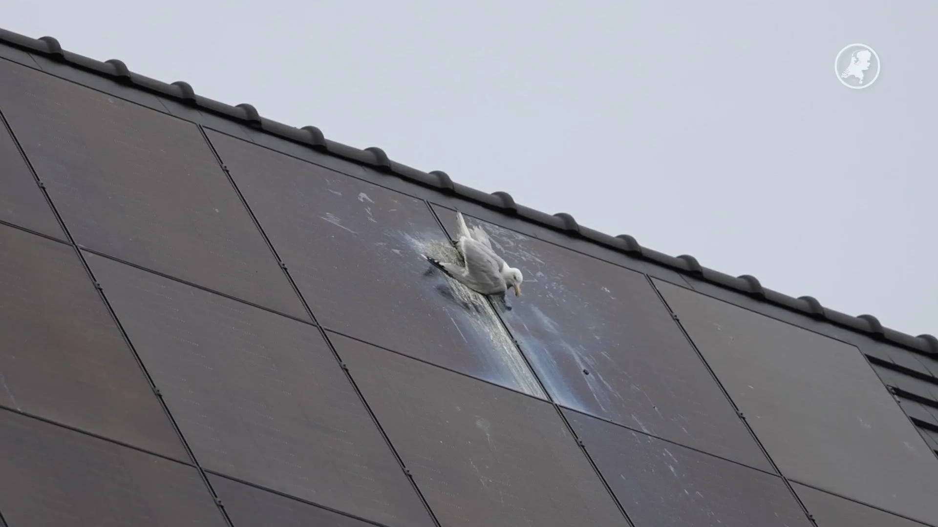 Meeuw komt klem te zitten tussen zonnepanelen, brandweer haalt vogel van het dak