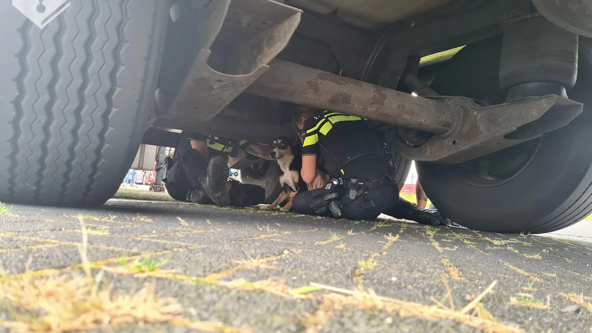 Politieagenten vangen hondje dat snelweg A12 dreigde op te rennen
