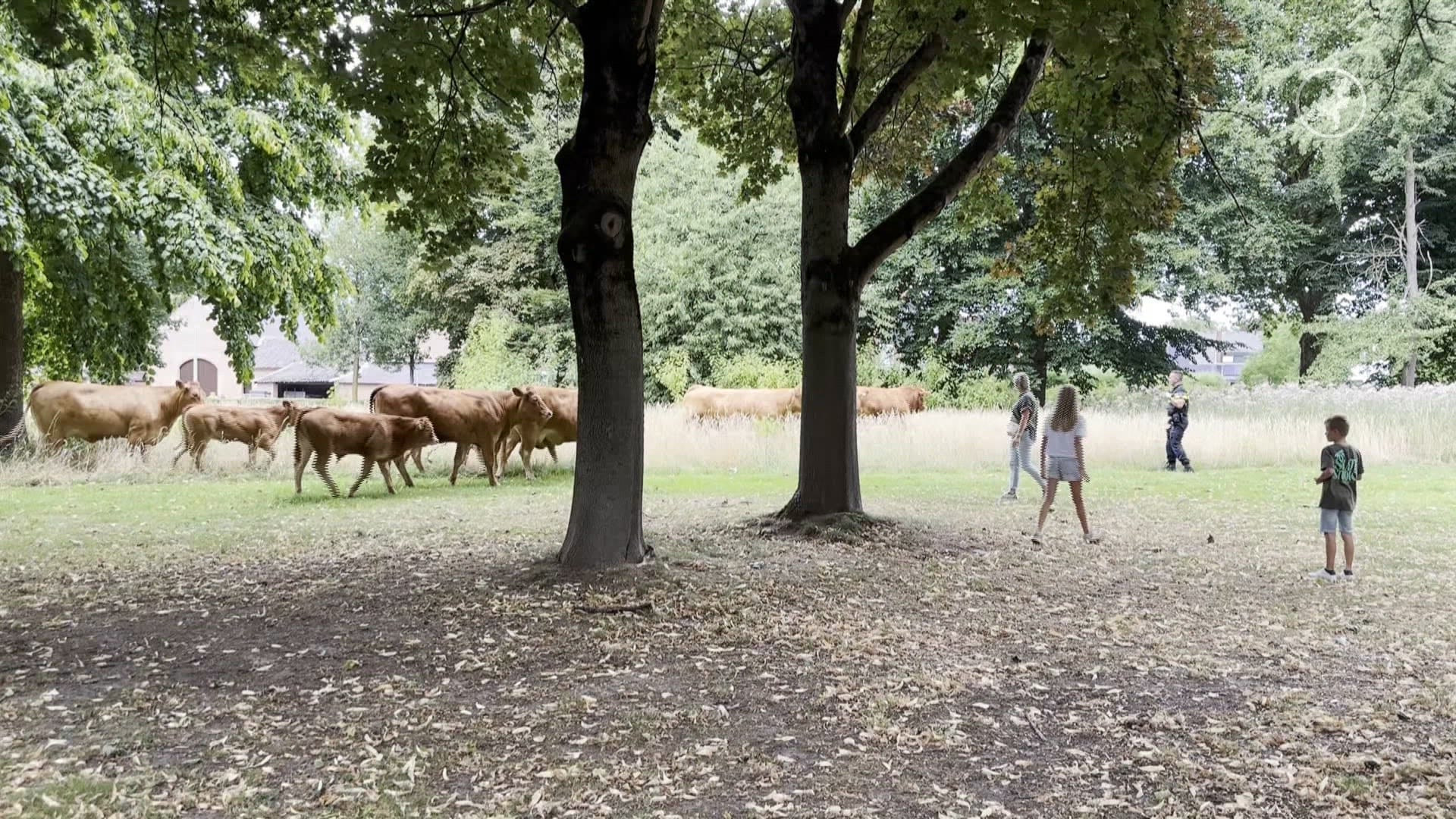 Losgebroken koeien lopen door straten Maastrichtse wijk