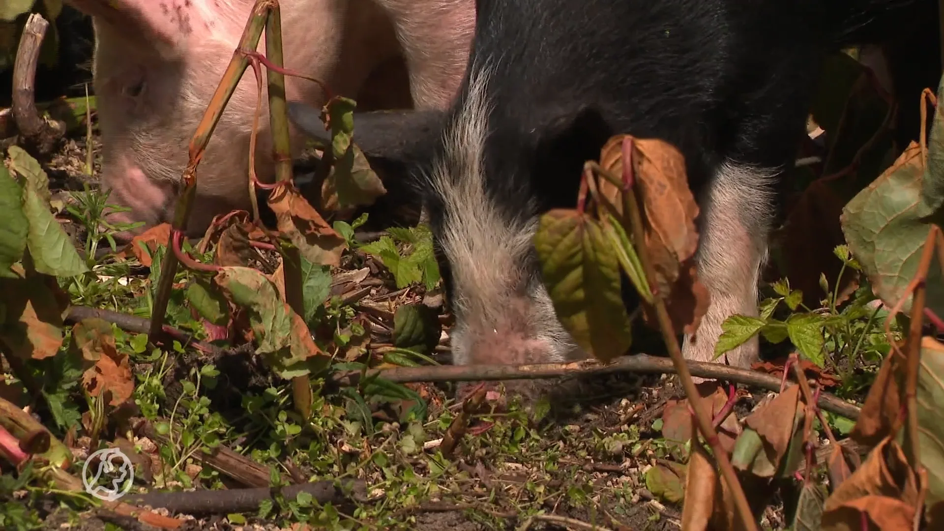 Op zoek naar een nieuwe hobby? Je kunt aan de slag als varkenshoeder