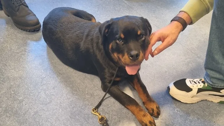 Politie bevrijdt puppy uit erbarmelijke omstandigheden op Dierendag