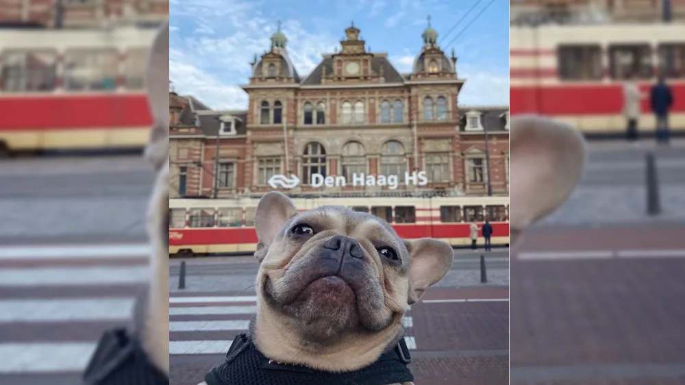 Fotogenieke Po is een regelrechte hit op Instagram: 'We merken dat mensen blij worden van haar'
