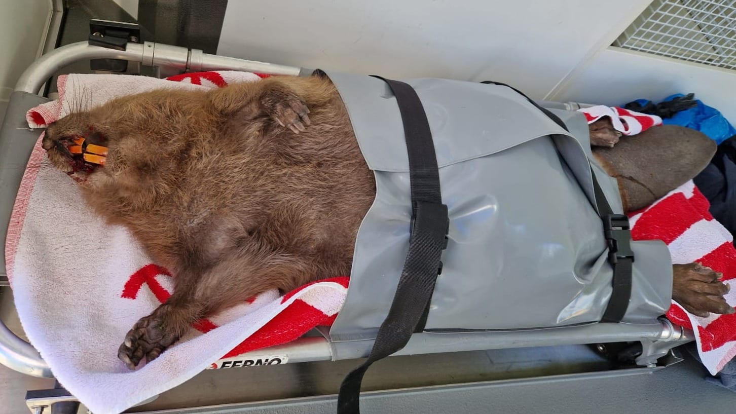 Uniek grote bever gevonden in Nederland: 'Weegschaal niet voor gemaakt'