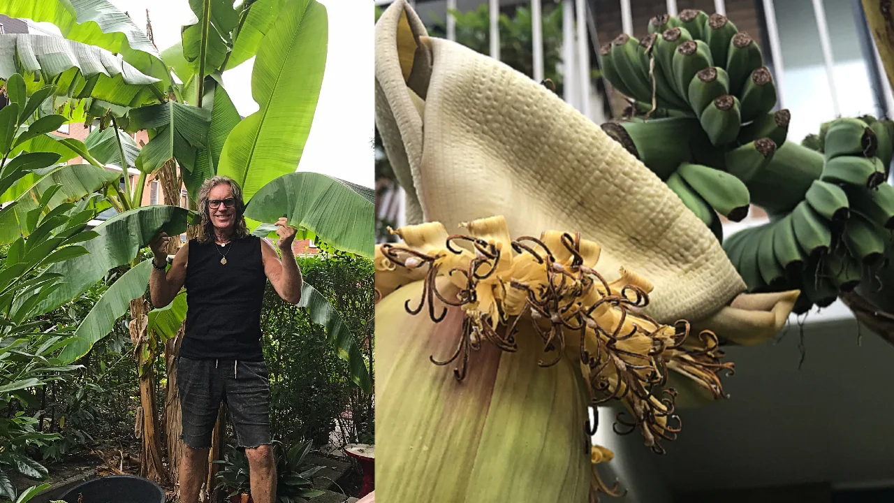 Buitengewoon: Gerbrand zette een mini-bananenplantje in zijn tuin, nu groeien er bananen aan